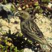Laysan Finch
